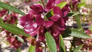 Vassoura Vermelha (Dodonaea Viscosa): Planta Ornamental e Medicinal.