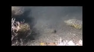 Visual Habitat Assessment Question 4/10 Sediment Deposition
