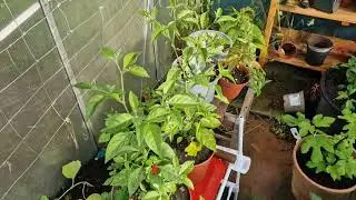 Update on Capsicum flexuousum, the hardy Chili pepper!