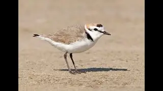 Kentish plover