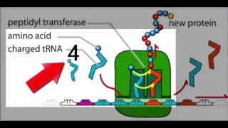 MCAT&reg;: The Expression of Genes - Overview of Translation