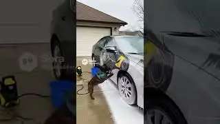 POV: You hired a French Bulldog detailer 🐶🧽10/10 good boy service 🚗✨#Frenchie #DogTok #dogwash