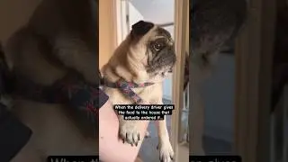 Pug Barking 😱 Dog Barking Sound Effect! #barking #dogshorts #cutedog #cute #pugs #pets #dog