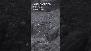 wild boar family in the night forest #shorts #nature #wildlife #documentary #ecology #biology
