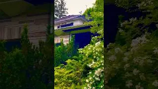 An Abandoned House in a Forest Paradise