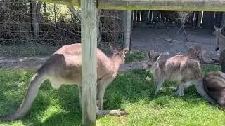 #kangarooaustralia #wildlife australia #giant #strong #marsupials #melbourne #beautiful animal
