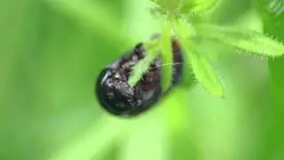 Bloody-nosed Beetle Larvae (Timarcha tenebricosa)