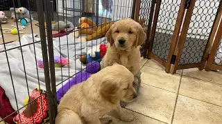 😬🐶🚨Golden Retriever Puppy Breakout!