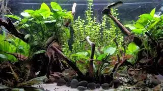 RED PHANTOM TETRAS