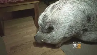 Staten Island Woman In Battle With NYC Over Pet Pig