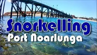 Snorkelling at Port Noarlunga South Australia