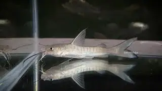 Hexanematichthys sagor @ Sagor Sea Catfish/Belukang (Malaysia)