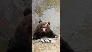 mocking the bear 🤯 #shock #funny #stories #animals