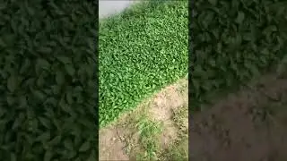 Sky red seed for sale kahror pacca mirch ka beej sale Dr Jamshed kisan tunnel farming