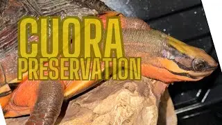 Cuora Preservation (intro)