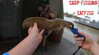 Carp fishing with worms + a catfish