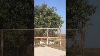 Bodhi tree 🌳