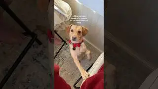 editing my dogs like reality tv
