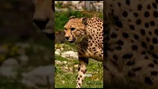 Speed King | The Cheetah 🐆