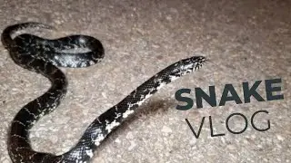 We killed a snake in our house | How to kill a snake | HSH-VLOGS