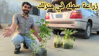 اسهل زراعة منزلية عن طريق الشتلات