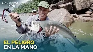 El Frenes&iacute; De Las Pira&ntilde;as: Dientes Que Trituran Todo | Monstruos de R&iacute;o
