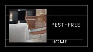 Brisbane Termite Treatment Guide | Ben's Termite Pest Control