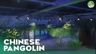Chinese Pangolin Habitat - Yosemite Nocturnal House - Speed Build - Planet Zoo