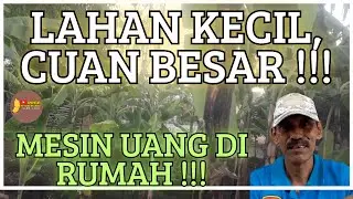 Cara Mengubah Lahan Sempit Jadi &lsquo;Mesin Uang&rsquo; dengan Pisang!