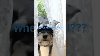 pets, schnauzer, funny,  time off, puppy, cute puppy,dog