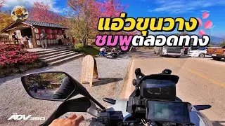 ขี่รถแอ่วขุนวาง นางพญาเสือโคร่งบาน 100% 