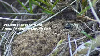 Small Scabious Mining Bee | Rare Invertebrates in the Cairngorms