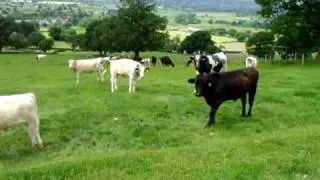 Clywdian Cow Convincing Bull