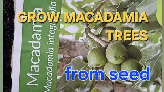 How to grow a macadamia nut tree from seed