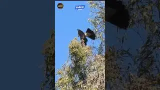 #hunterx #birds #pcphunters #hunting
