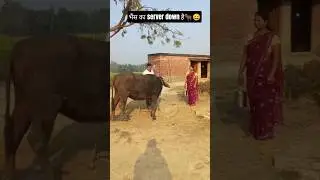 भैंस का server down है🐂😄 #trending #viral #comedy #fun #youtube #misscomedian0 #funny #shortsfeed
