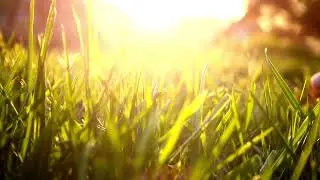 Promessas: provisão que traz tranquilidade 