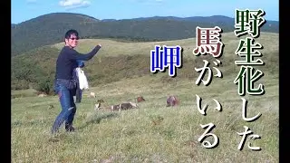 汐首岬にいる【野生化馬】🐎...　函館バイク旅２　Ride on GSX1300R 隼 北海道 #28-2‐2020