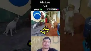 Brazilian dog dance VS Philippines dog dance#dogdance#shortsvideodogdance
