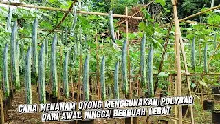 Menanam Tanaman Oyong gambas Menggunakan Polybag Dari Awal Tanam Hingga Berbuah Lebat