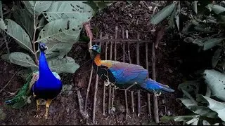 Easy Deep Hole Dove & Bird Trap Using A Leg Snare Platform Trap - The Bes