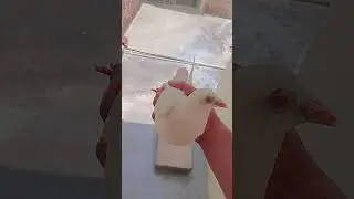 #trending#minivlog#pigeon#lover Daily mini vlog &hearts;️