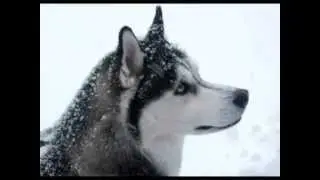 My Favorite Wild Animals - 