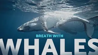 Whale Breathing Sound | Blue Ocean Meditation