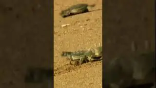 baby turtles have to fight hard to survive in life #viral #ytshorts #baby turtles