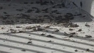 Crickets invade Central Texas