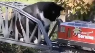 Catzilla 😂