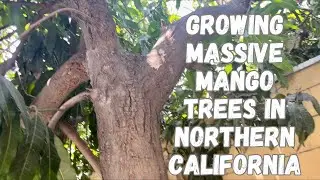 Mango Tree Growing in California Marginal Climates | Micro Climate Planting Location for Success