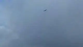 Spanish Vulture