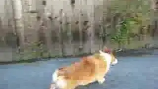 kaley corgi has a ball!